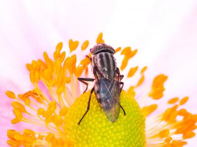 Stomorhina lunata