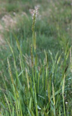 Flouve odorante Anthoxanthum odoratum L., 1753