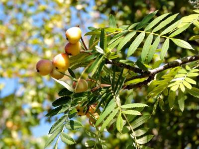 Cormier, Sorbier domestique Sorbus domestica L., 1753