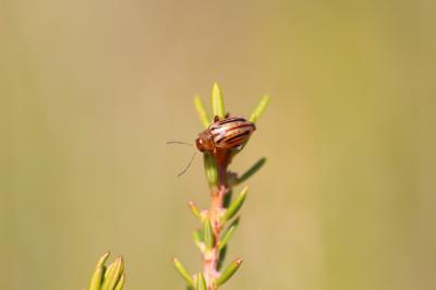  Arrhenocoela lineata (Rossi, 1790)