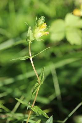 Petit cocriste, Petit Rhinanthe Rhinanthus minor L., 1756