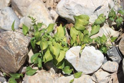 Renouée liseron, Faux-liseron Fallopia convolvulus (L.) Á.Löve, 1970