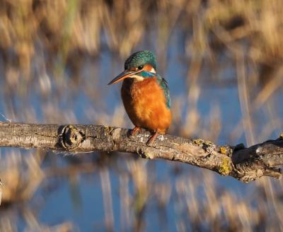 Martin-pêcheur d'Europe Alcedo atthis (Linnaeus, 1758)