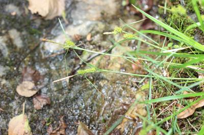 Laîche écailleuse Carex lepidocarpa Tausch, 1834