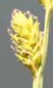 Laîche tronquée Carex canescens L., 1753