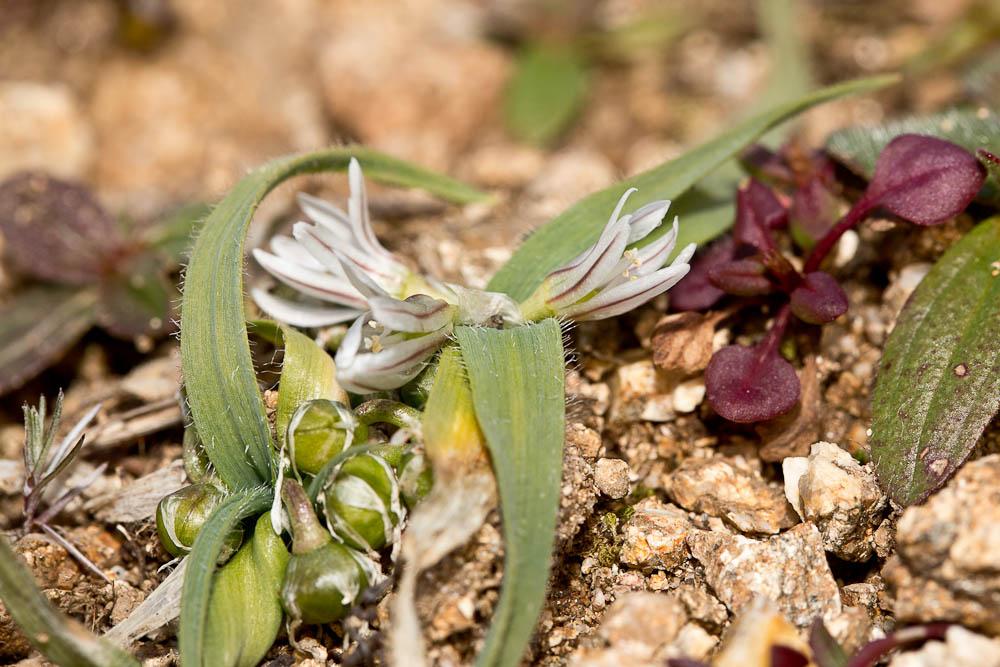 Le Ail petit Moly Allium chamaemoly L., 1753