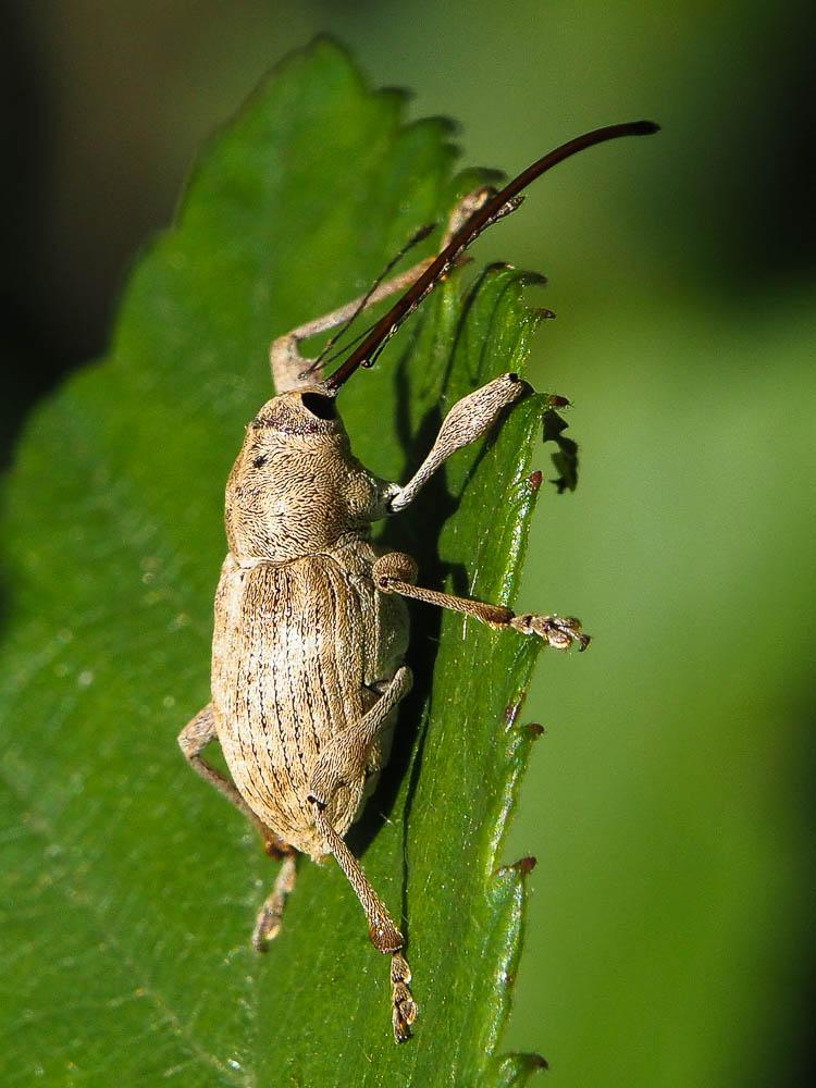 Le Charançons sp. Curculionidae Latreille, 1802 sp.