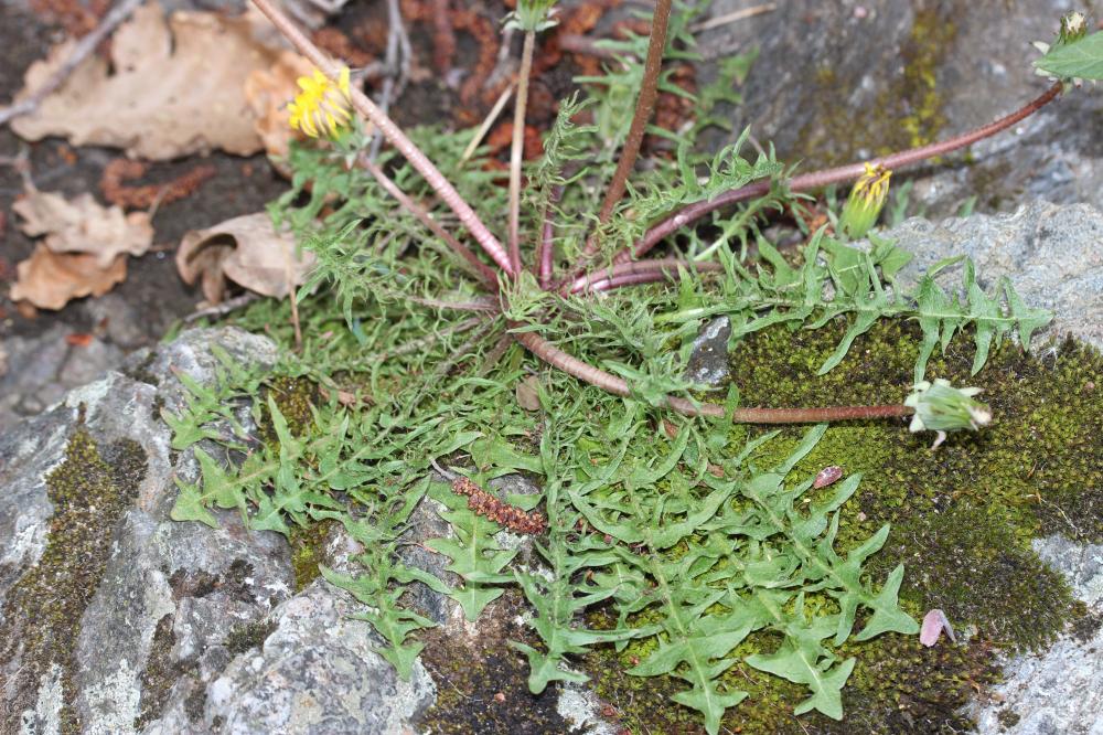 Le Pissenlit gracile, Pissenlit à feuilles lisses Taraxacum erythrospermum Andrz. ex Besser, 1821