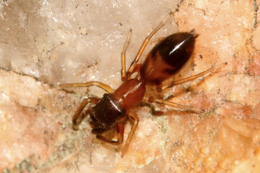 Le Saltique fourmi Myrmarachne formicaria (De Geer, 1778)