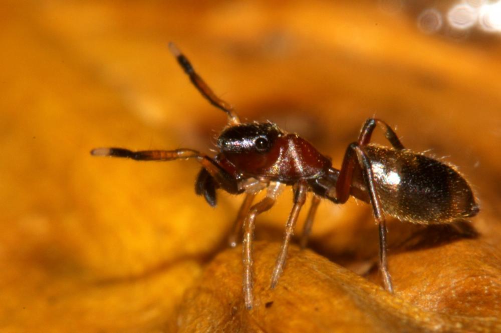 Le Saltique fourmi Myrmarachne formicaria (De Geer, 1778)