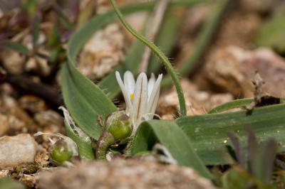 Ail petit Moly Allium chamaemoly L., 1753