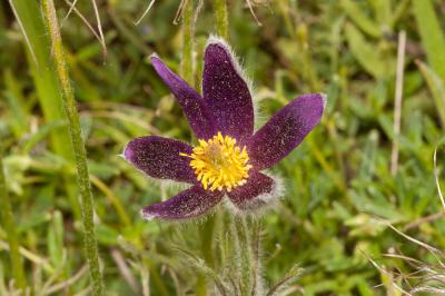 Pulsatille vulgaire Anemone pulsatilla L., 1753