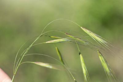 Brome stérile Anisantha sterilis (L.) Nevski, 1934