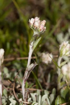 Patte de chat, Pied de chat dioïque, Gnaphale dioï Antennaria dioica (L.) Gaertn., 1791