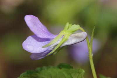 Violette des bois, Violette de Reichenbach Viola reichenbachiana Jord. ex Boreau, 1857