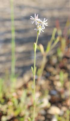 Silène nocturne Silene nocturna L., 1753