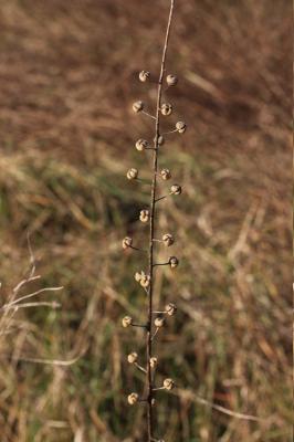 Molène blattaire, Herbe aux mites Verbascum blattaria L., 1753