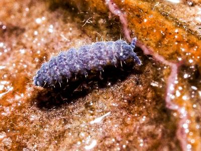  Neanura muscorum (Templeton, 1835)