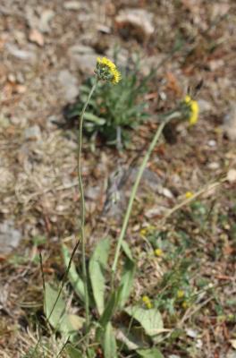 Piloselle en cyme Pilosella cymosa (L.) F.W.Schultz & Sch.Bip., 1862