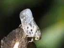 Cicadelle blanche, Cicadelle pruineuse, Cicadelle  Metcalfa pruinosa (Say, 1830)