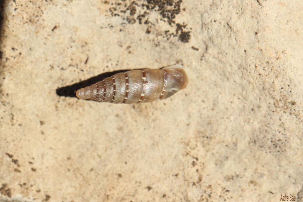 Le Perlée commune Papillifera papillaris (O.F. Müller, 1774)