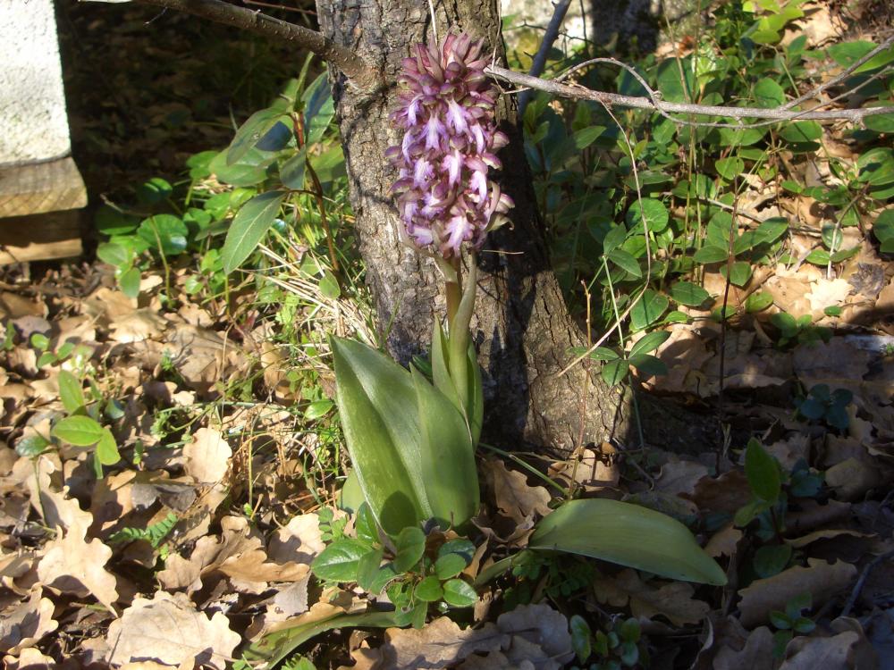 Le Orchis géant, Orchis à longues bractées, Barlie Himantoglossum robertianum (Loisel.) P.Delforge, 1999