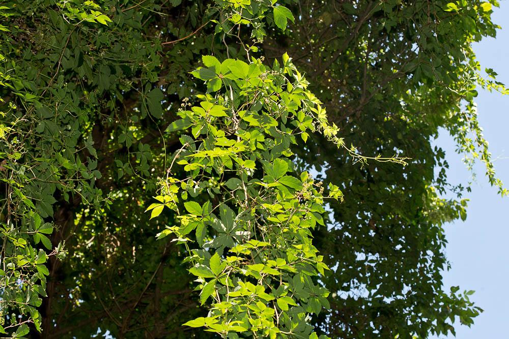 La Vigne vierge à cinq feuilles, Vigne-vierge Parthenocissus quinquefolia (L.) Planch., 1887