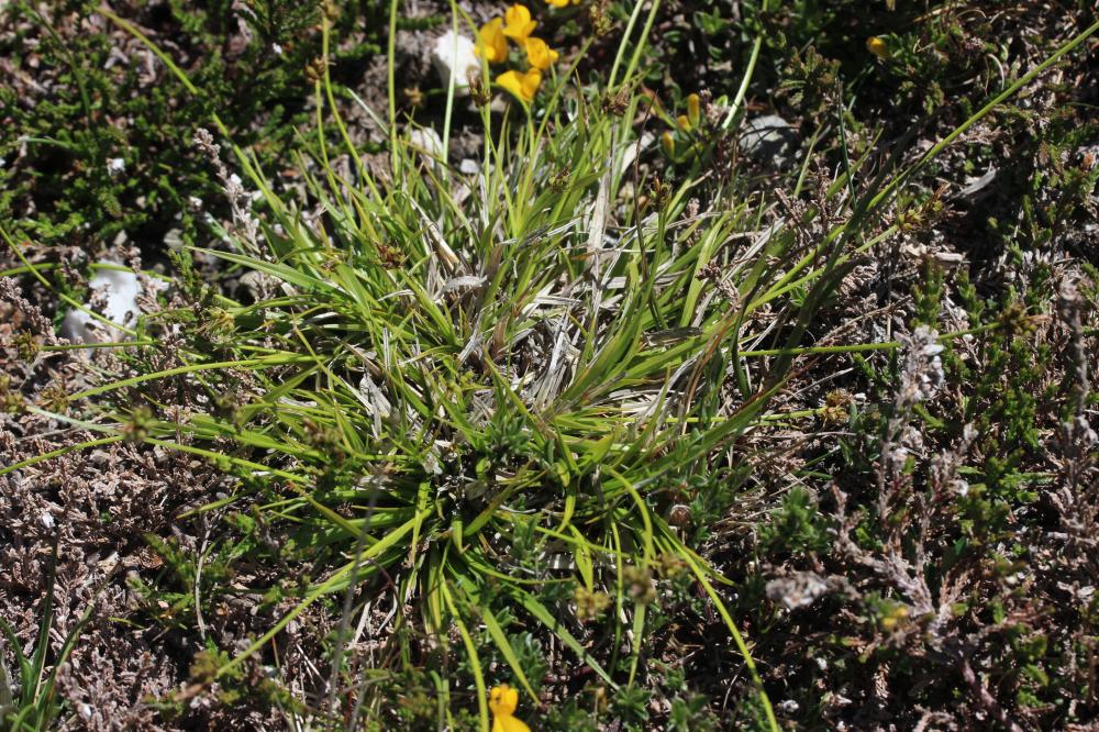 La Laîche à pilules Carex pilulifera L., 1753