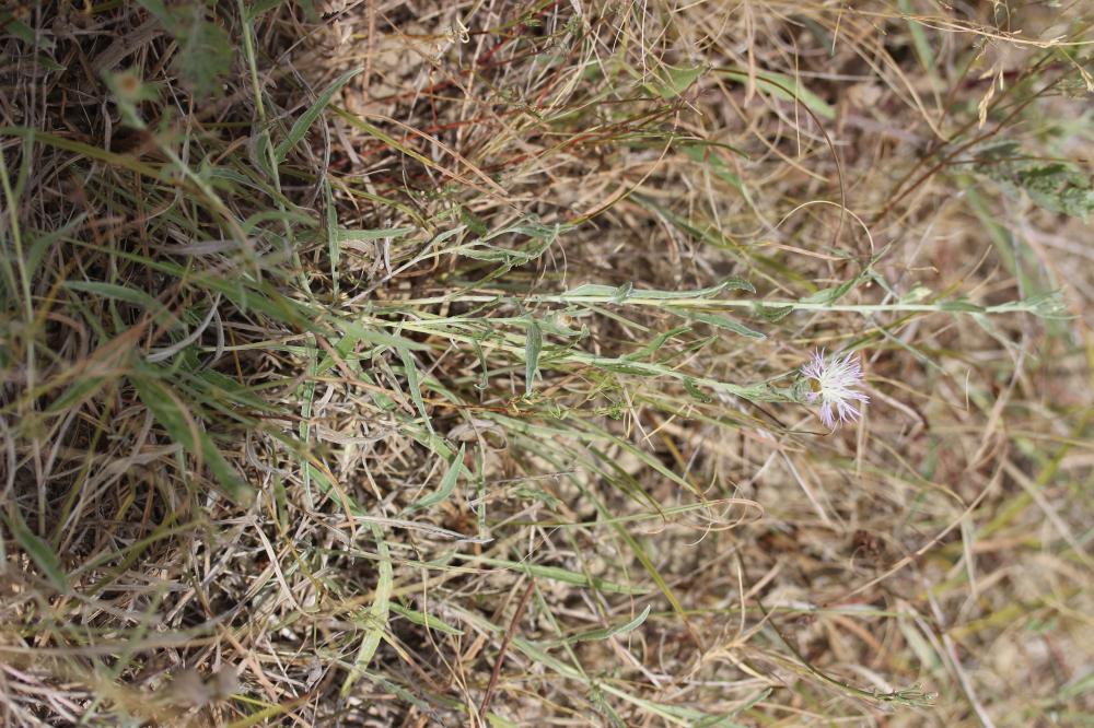 Le Centaurée de Timbal-Lagrave Centaurea jacea subsp. timbalii (Martrin-Donos) Braun-Blanq., 1952
