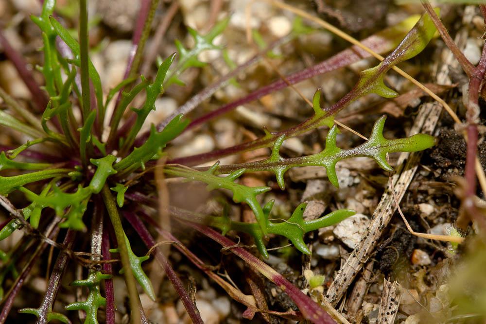 Teesdalie à feuilles en corne de Cerf Teesdalia coronopifolia (J.P.Bergeret) Thell., 1912