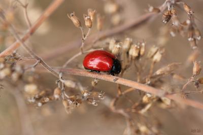 Chrysolina lucida