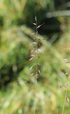 Fromental élevé, Ray-grass français Arrhenatherum elatius (L.) P.Beauv. ex J.Presl & C.Presl, 1819