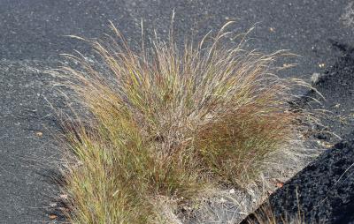 Calamagrostide argentée, Stipe Calamagrostide Achnatherum calamagrostis (L.) P.Beauv., 1812