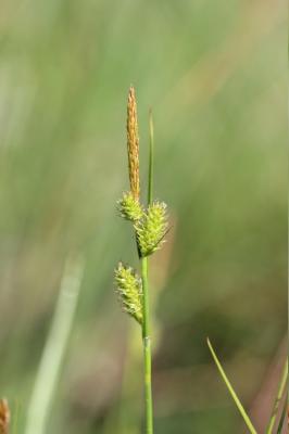 Laîche de Maire Carex mairei Coss. & Germ., 1840