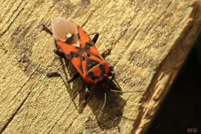  Spilostethus pandurus (Scopoli, 1763)