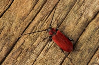  Pyrrhidium sanguineum (Linnaeus, 1758)