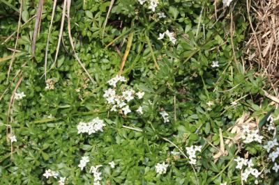 Gaillet du Harz, Gaillet des rochers Galium saxatile L., 1753