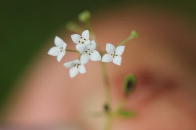 Gaillet des marais Galium palustre L., 1753