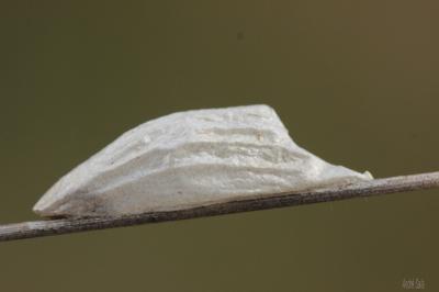 Zygène du Pied-de-Poule (La), Zygène des Lotiers ( Zygaena filipendulae (Linnaeus, 1758)