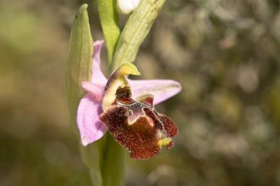 Ophrys bourdon, Ophrys frelon Ophrys fuciflora (F.W.Schmidt) Moench, 1802