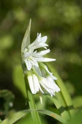 Ail à trois angles, Ail à tige triquètre Allium triquetrum L., 1753