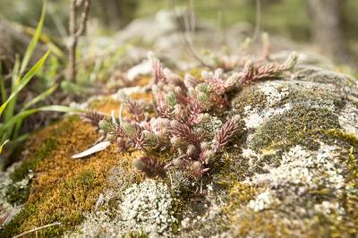 Orpin à pétales droits Sedum ochroleucum Chaix, 1785