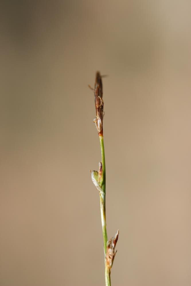 La Laîche humble Carex humilis Leyss., 1758