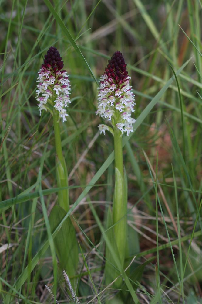 Le Orchis brûlé Neotinea ustulata (L.) R.M.Bateman, Pridgeon & M.W.Chase, 1997