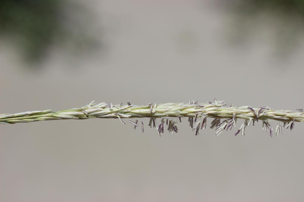 Le Oyat du Midi Ammophila arenaria subsp. arundinacea (Husn.) H.Lindb., 1932