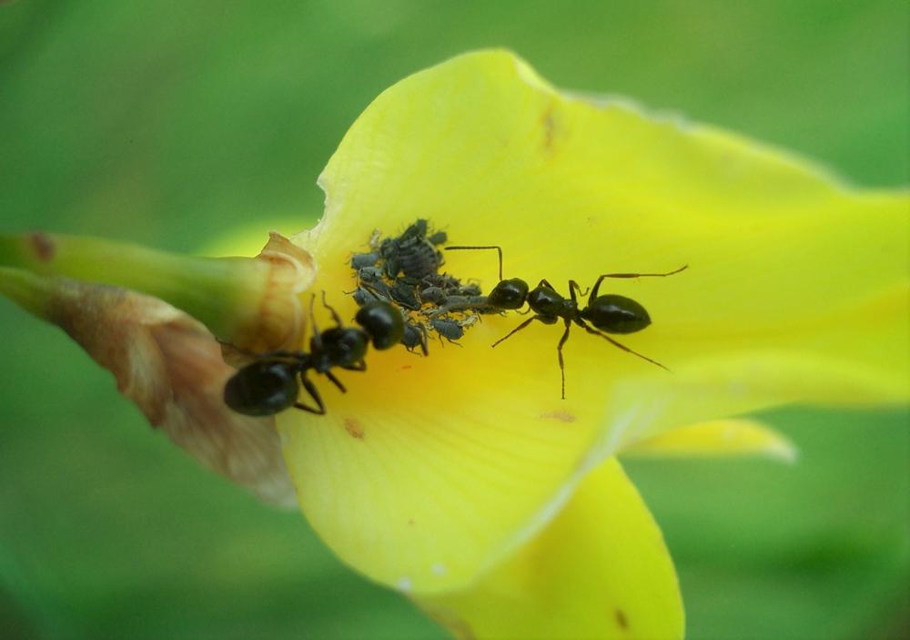 Le  Camponotus piceus (Leach, 1825)