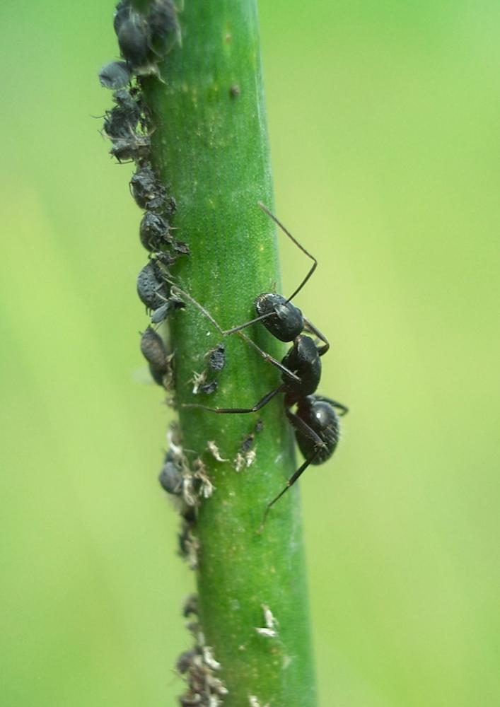 Le  Camponotus aethiops (Latreille, 1798)