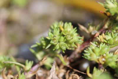 Gnavelle annuelle Scleranthus annuus L., 1753