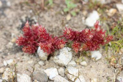 Sedum caespitosum