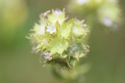 Valerianella discoidea